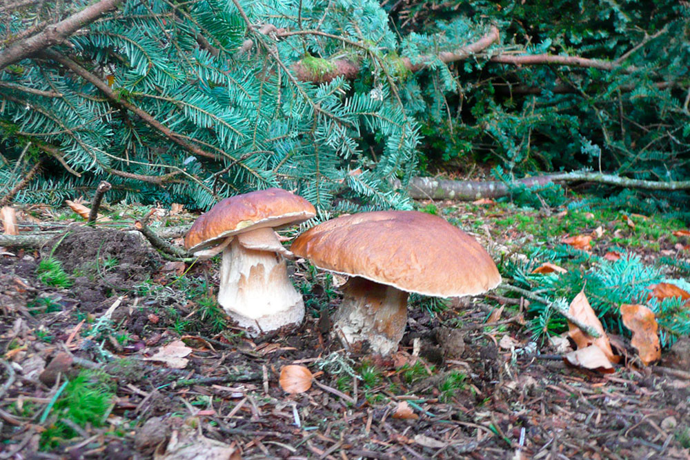 Mushrooms Lac Chambon